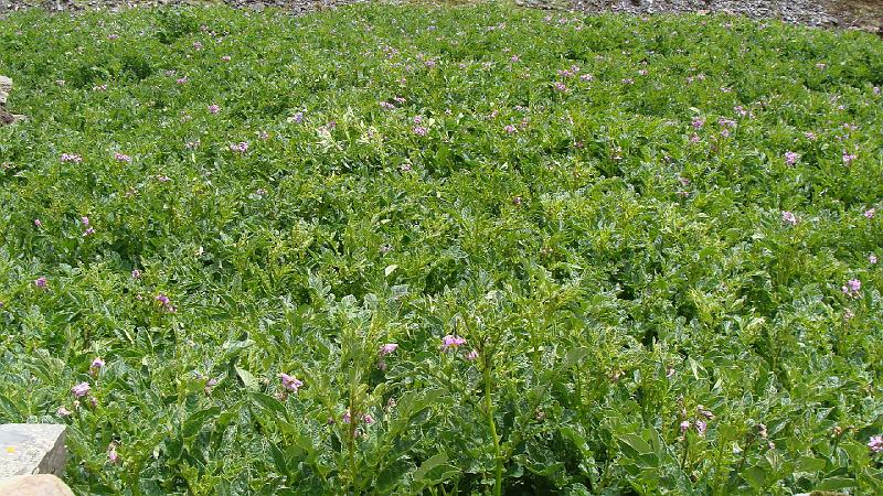 Illampu Trek Steves (35).JPG